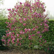rosenmagnolia 'Susan'