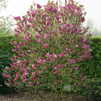 rosenmagnolia 'Susan'