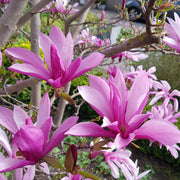 rosenmagnolia 'Susan'