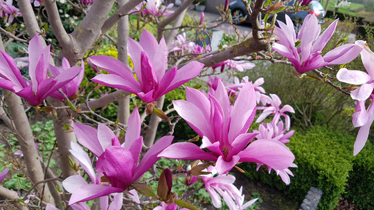 rosenmagnolia 'Susan'