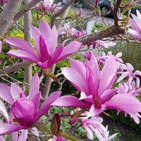 rosenmagnolia 'Susan'