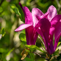rosenmagnolia 'Susan'