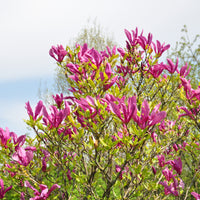 rosenmagnolia 'Susan'