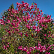 rosenmagnolia 'Susan'
