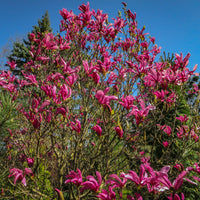 rosenmagnolia 'Susan'