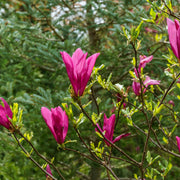 rosenmagnolia 'Susan'