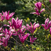 rosenmagnolia 'Susan'
