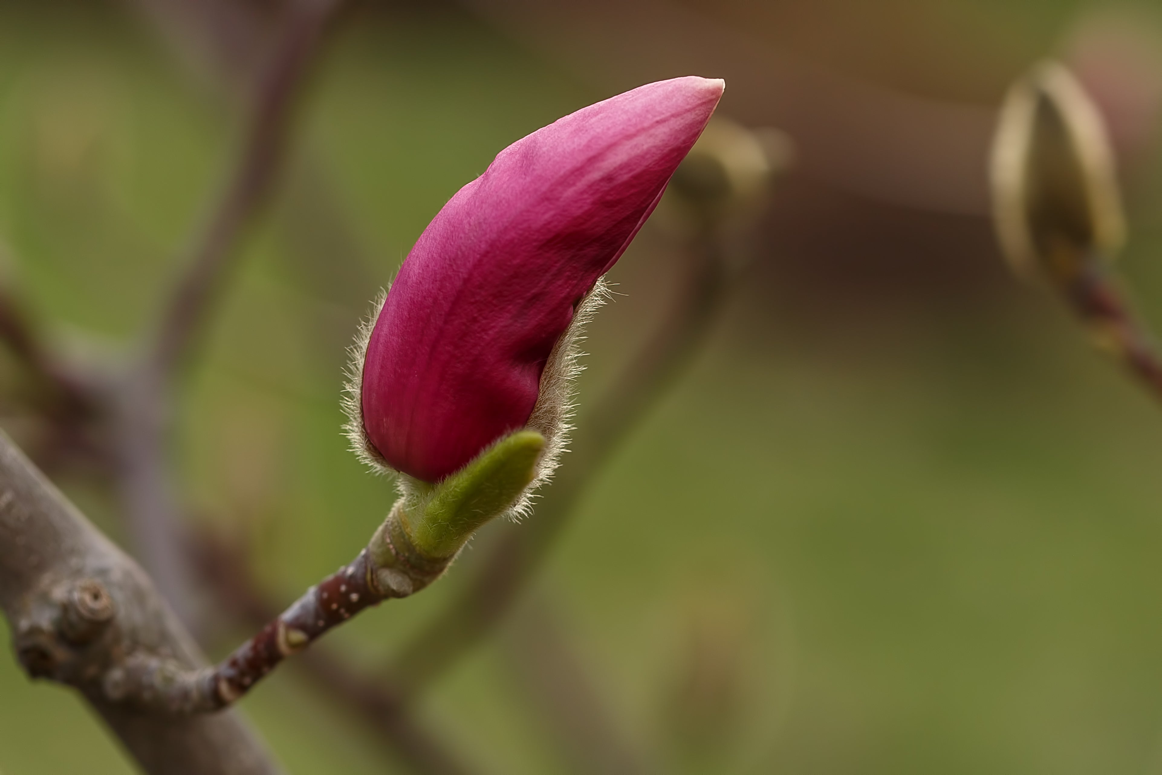 rosenmagnolia 'Susan'