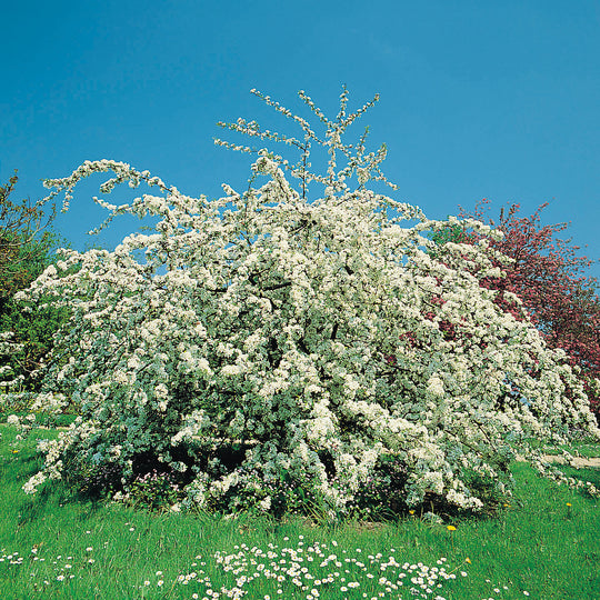 bukettapel