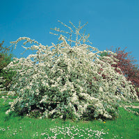bukettapel