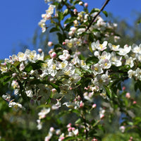 bukettapel