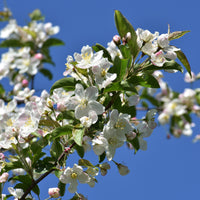 bukettapel