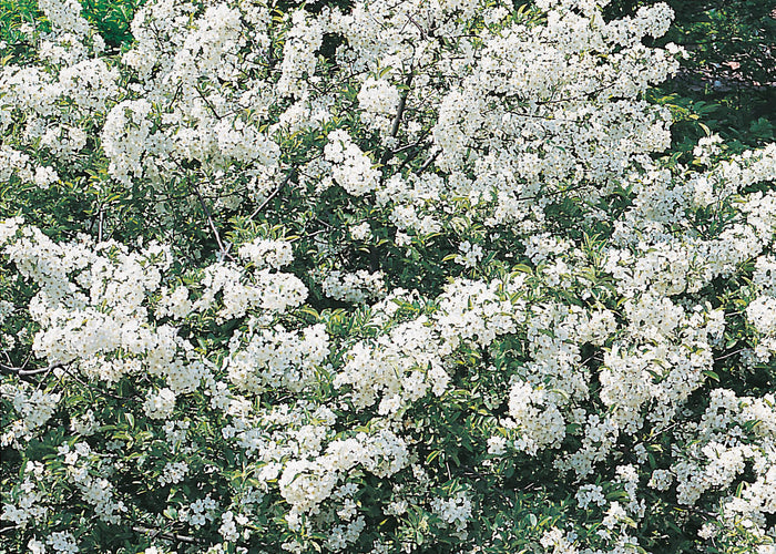 Malus toringo var. sargentii