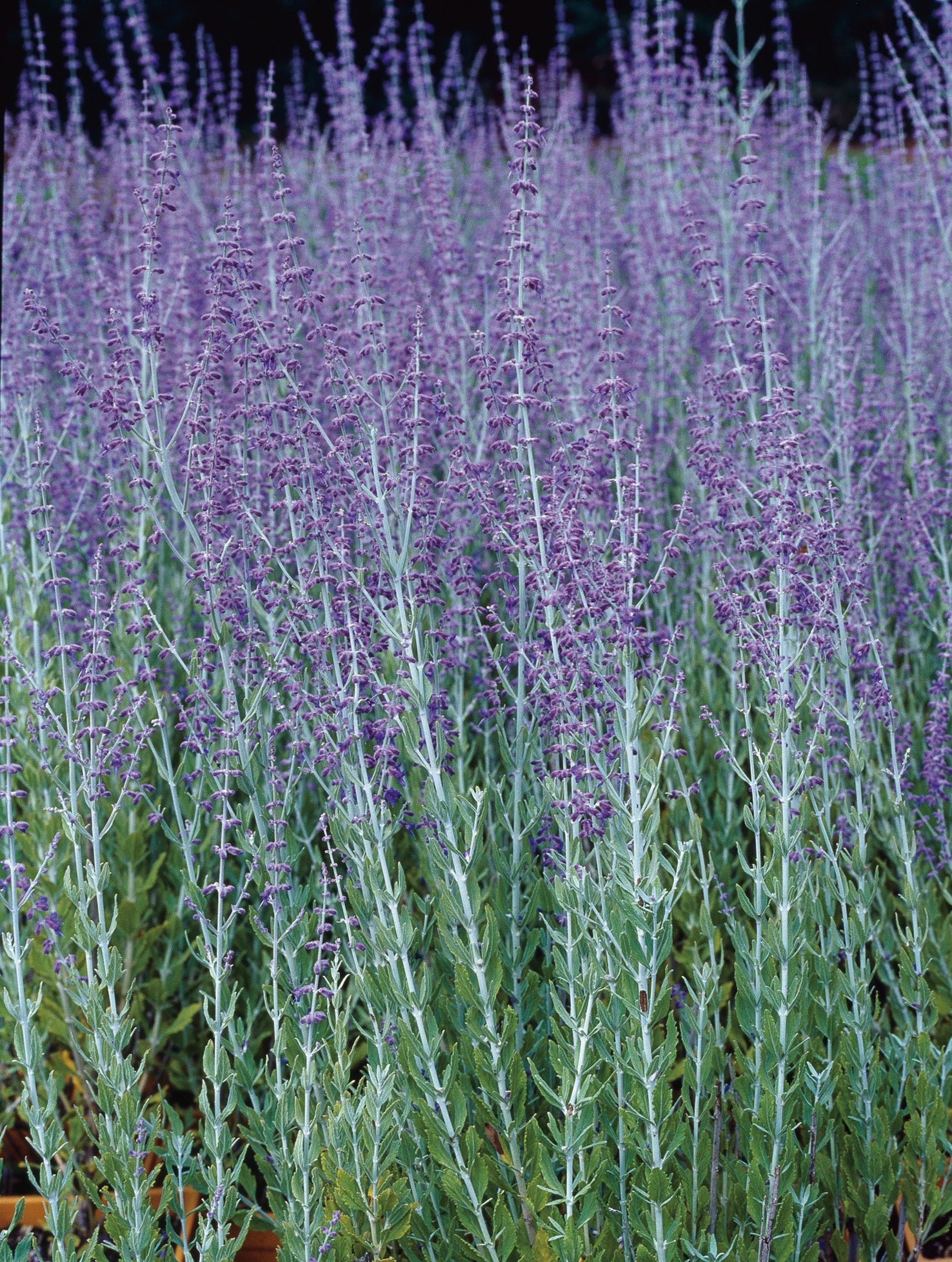 trädgårdsperovskia 'Blue Spire'