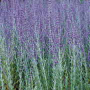 trädgårdsperovskia 'Blue Spire'
