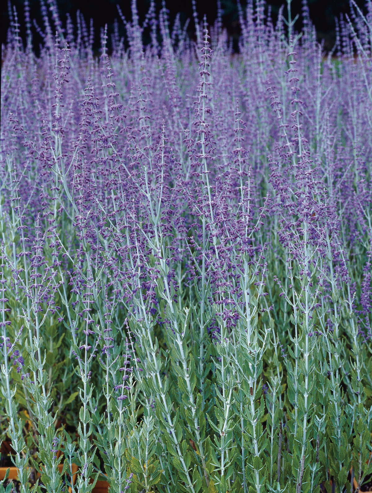 trädgårdsperovskia 'Blue Spire'