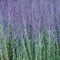 trädgårdsperovskia 'Blue Spire'