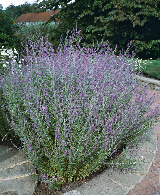 trädgårdsperovskia 'Blue Spire'