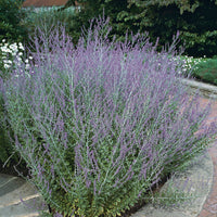 trädgårdsperovskia 'Blue Spire'