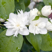 kameliaschersmin 'Virginal'