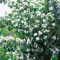 kameliaschersmin 'Virginal'