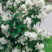 kameliaschersmin 'Virginal'