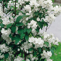 kameliaschersmin 'Virginal'