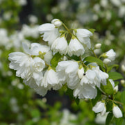 kameliaschersmin 'Virginal'