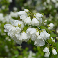 kameliaschersmin 'Virginal'