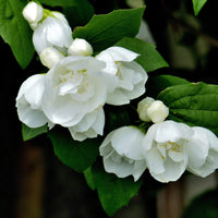 kameliaschersmin 'Virginal'