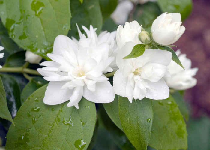 Philadelphus (Virginalis-Gruppen) 'Virginal'