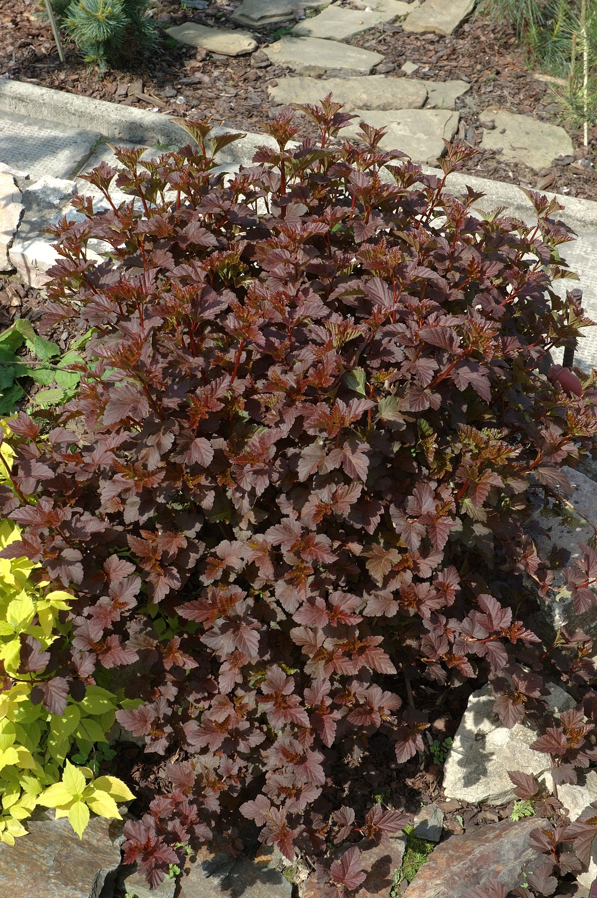 smällspriea 'Diablo'