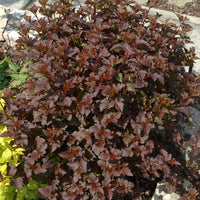 smällspriea 'Diablo'