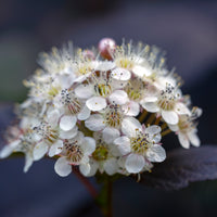 smällspriea 'Diablo'