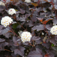 smällspriea 'Diablo'