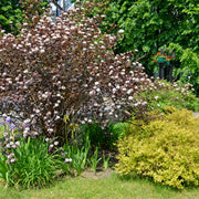 smällspriea 'Diablo'