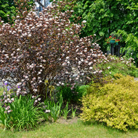 smällspriea 'Diablo'