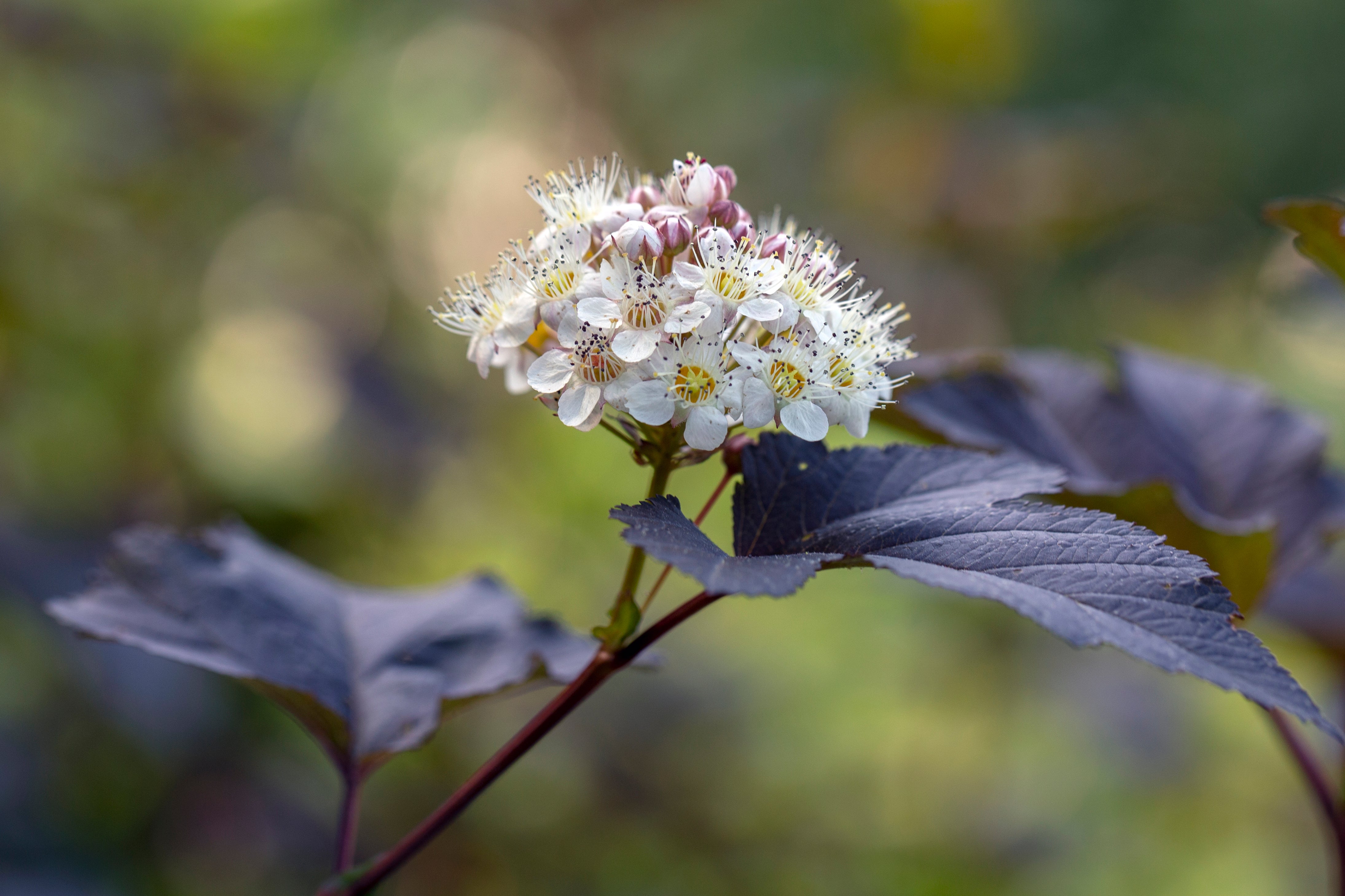 smällspriea 'Diablo'
