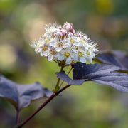 smällspriea 'Diablo'