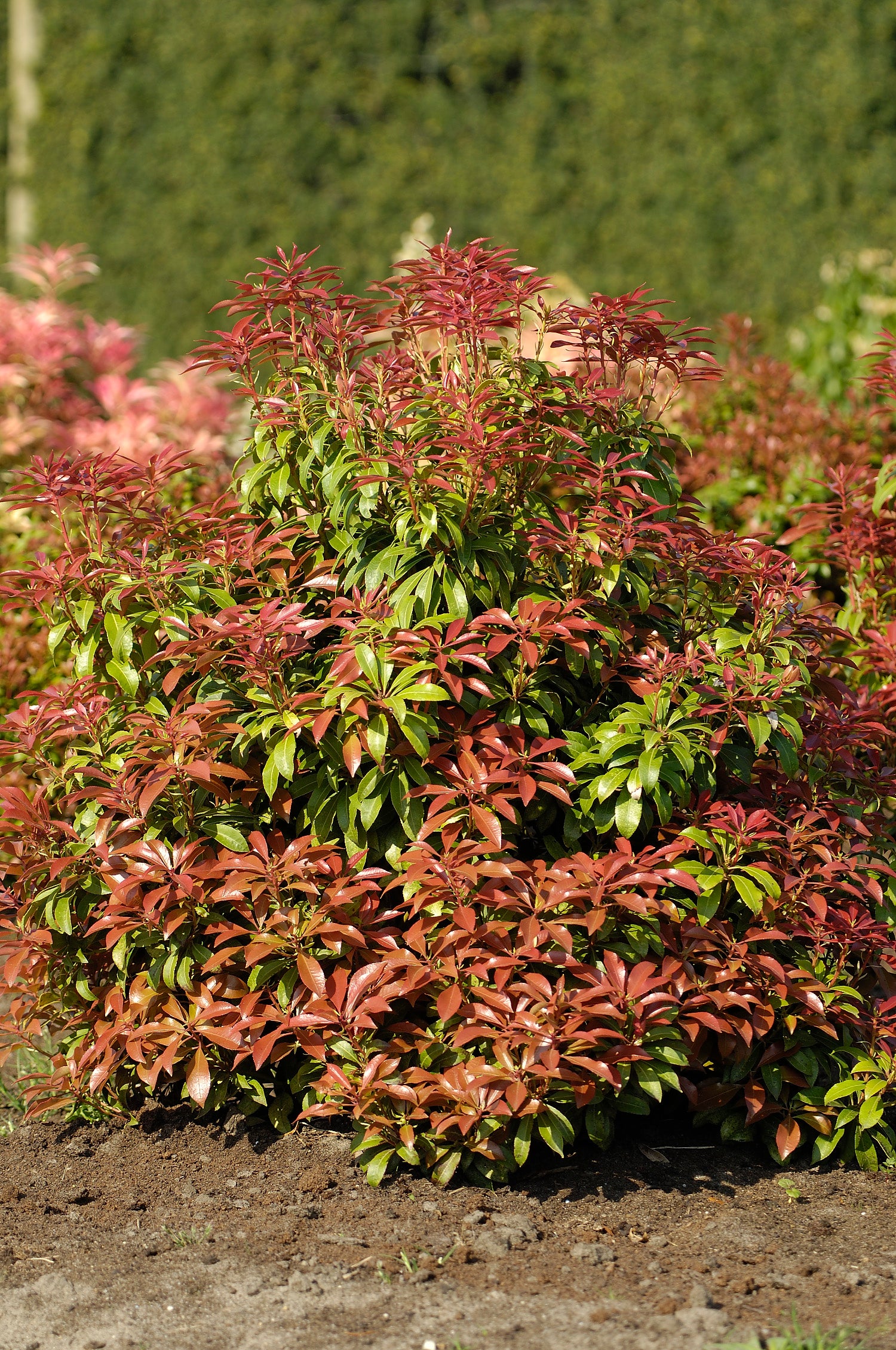 japansk buskrosling 'Mountain Fire'