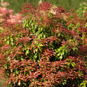 japansk buskrosling 'Mountain Fire'