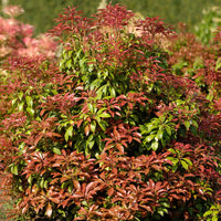 japansk buskrosling 'Mountain Fire'