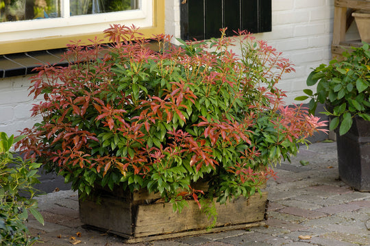 japansk buskrosling 'Mountain Fire'