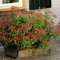 japansk buskrosling 'Mountain Fire'