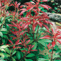 japansk buskrosling 'Mountain Fire'