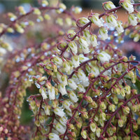 japansk buskrosling 'Mountain Fire'