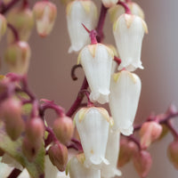 japansk buskrosling 'Mountain Fire'