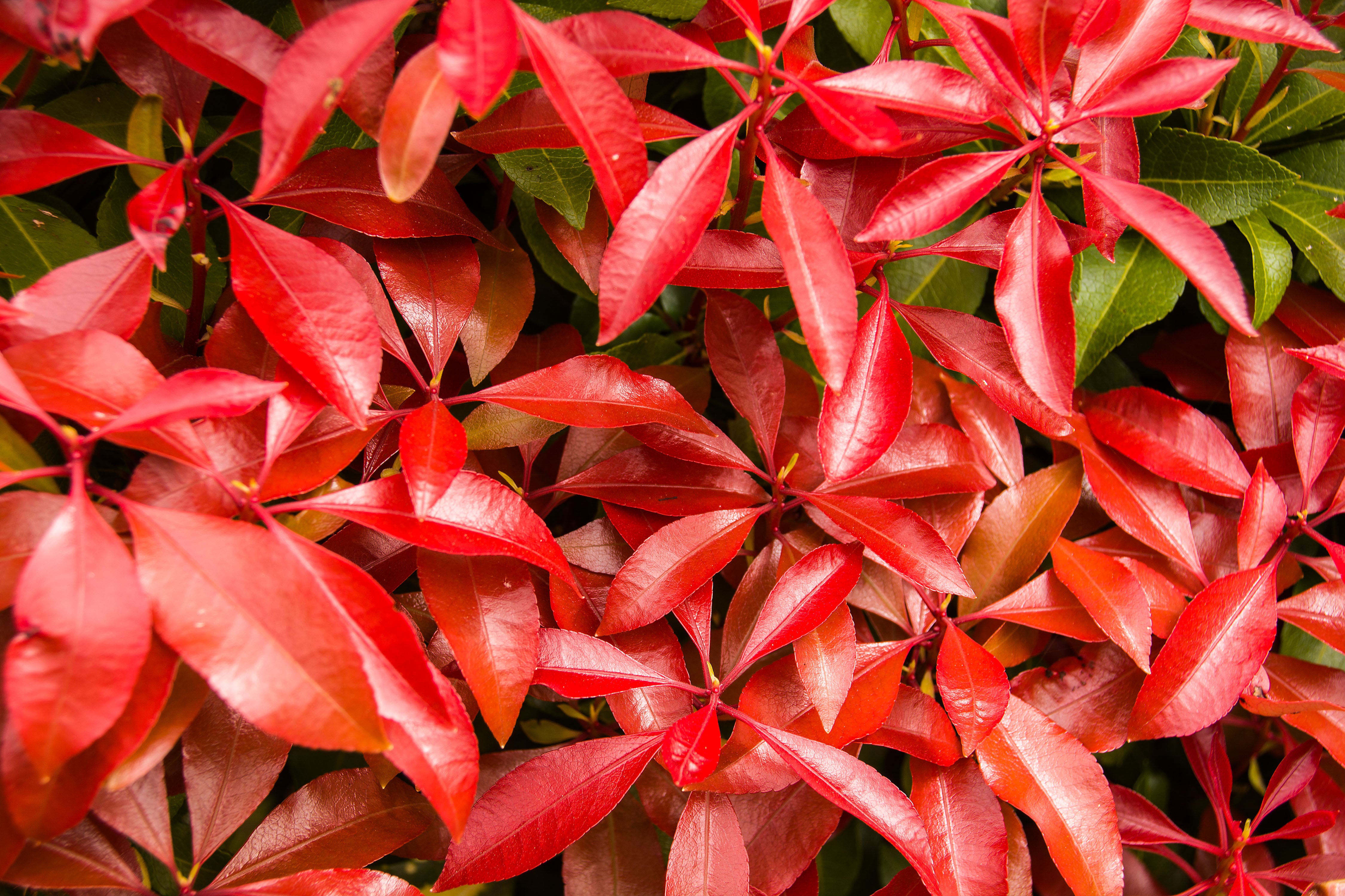 japansk buskrosling 'Mountain Fire'