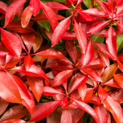 japansk buskrosling 'Mountain Fire'