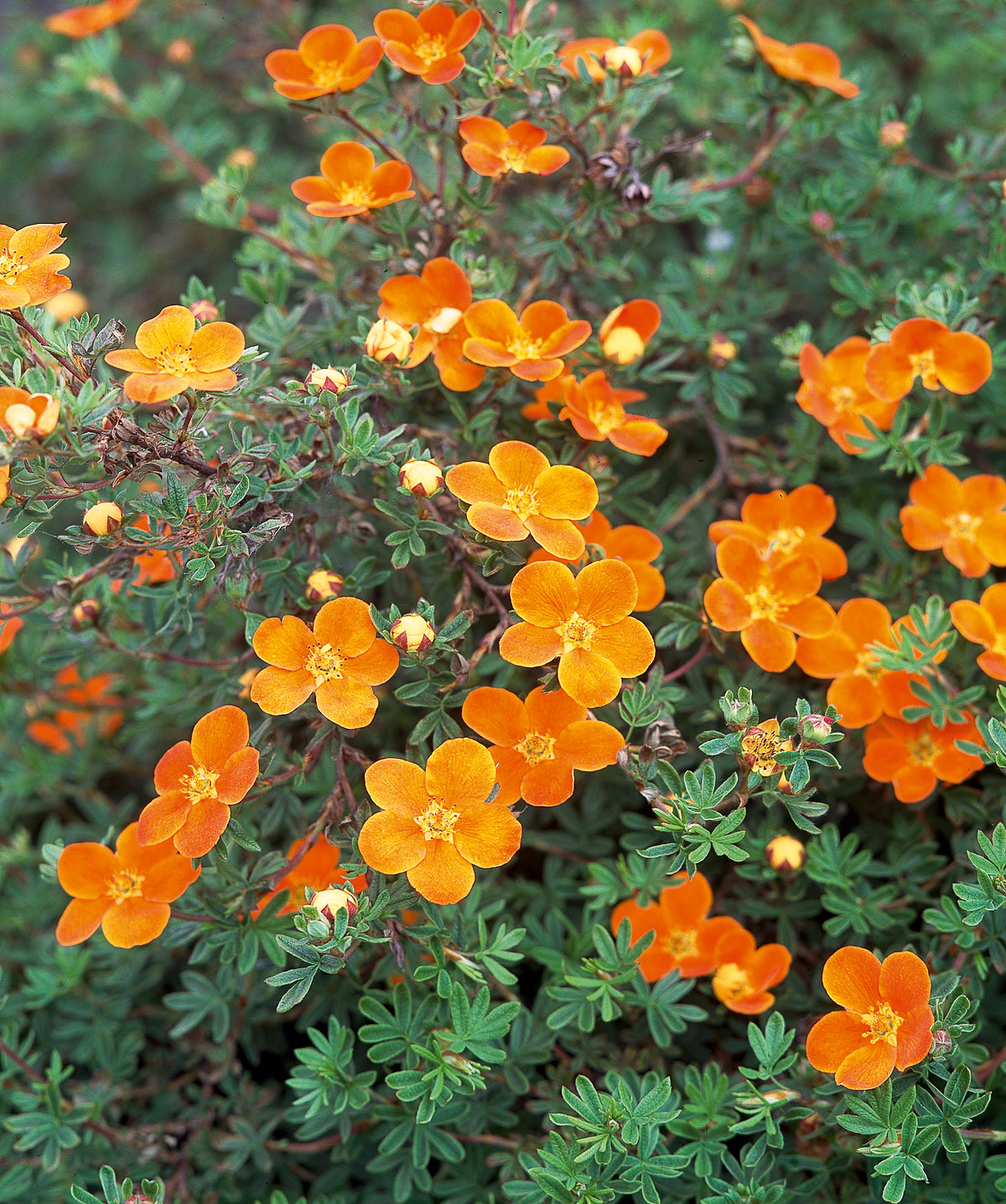 trädgårdstok 'Hopsleys Orange'